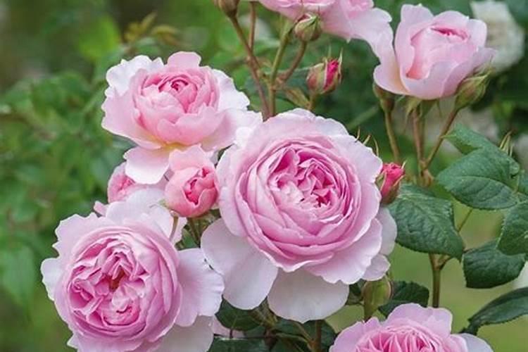 月季适合什么肥料