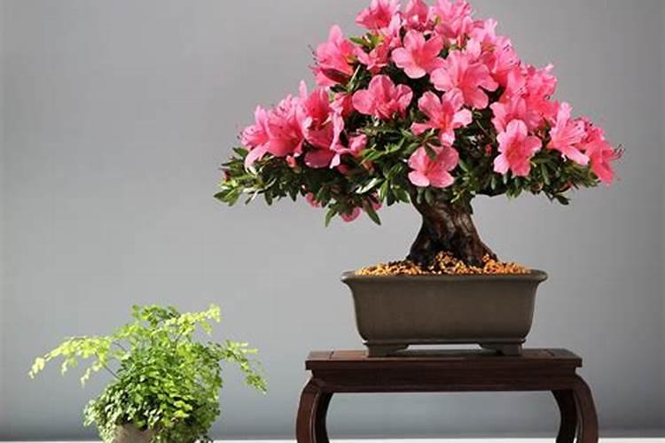 杜鹃花怎样浇水施肥