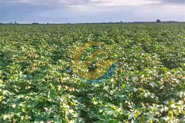 棉花种植施用锌肥起啥作用？看完这篇 文章彻底明白,赶紧吧