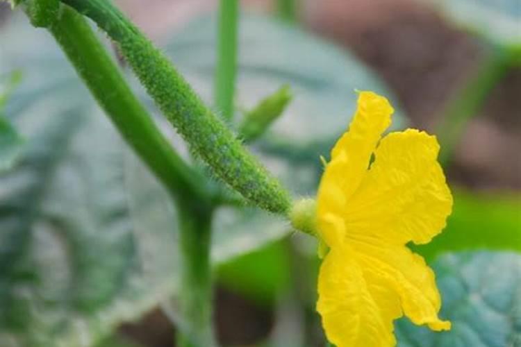 黄瓜初花结果期用什么肥既保花保果且不旺长
