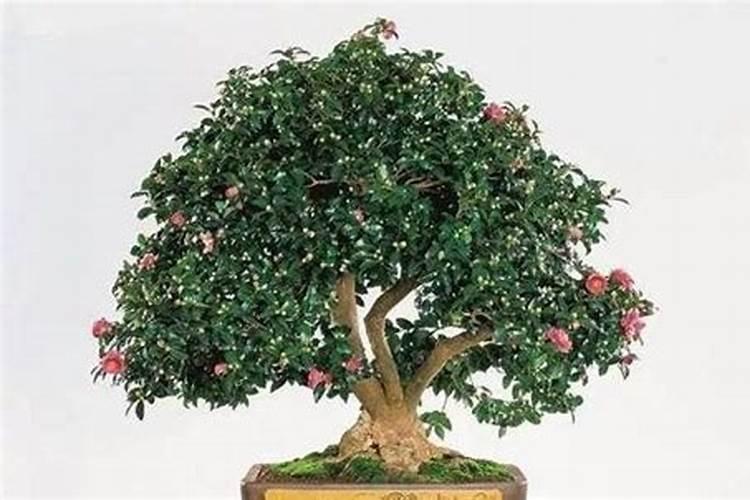 茶花施什么肥最好