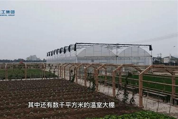 新型缓释肥料增效剂效果如何？