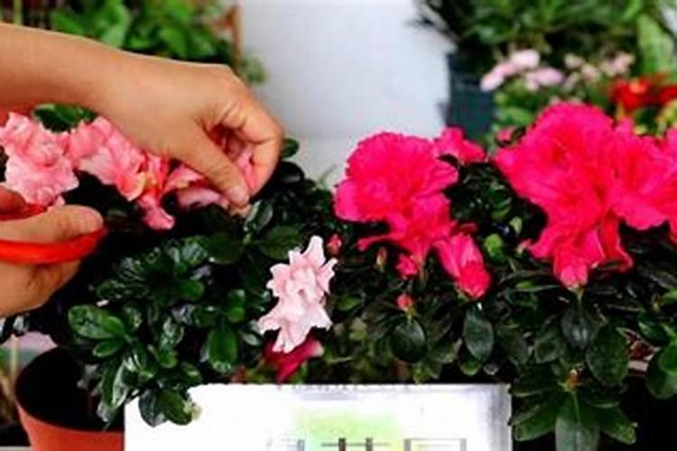 杜鹃花怎么养殖方法