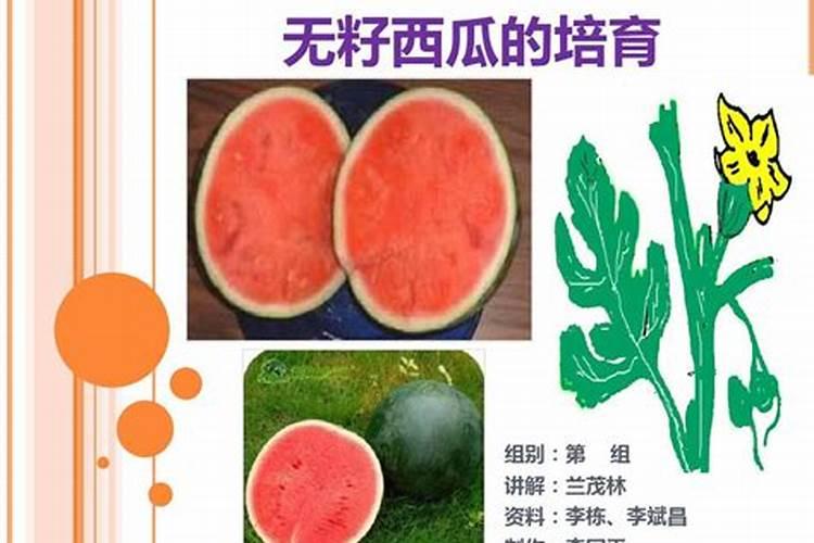 怎样栽培无籽西瓜,无籽西瓜是怎么种出来的