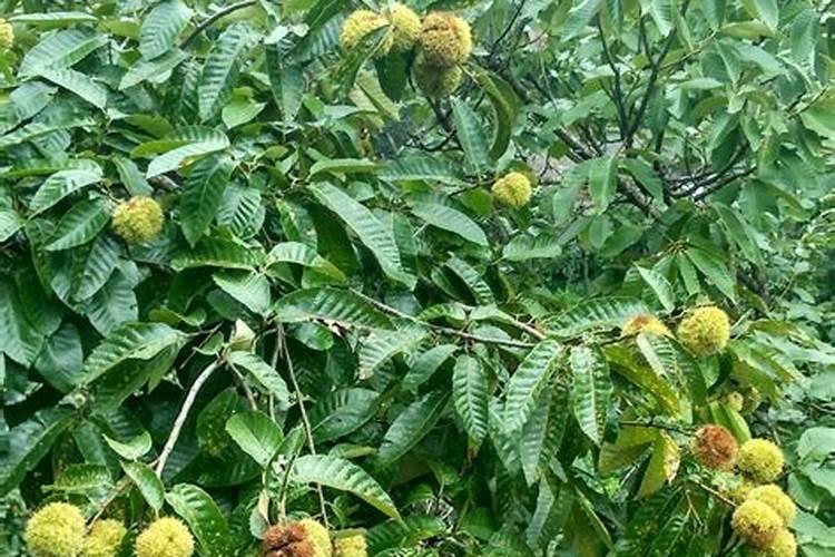 板栗树什么时候施肥施什么肥