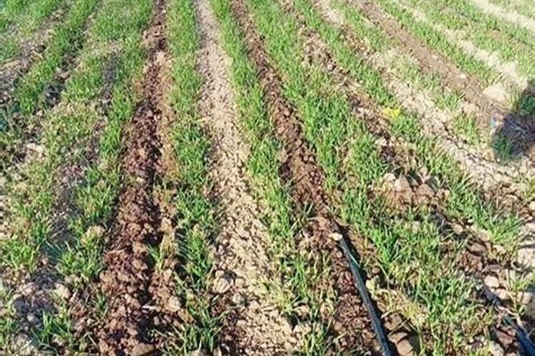 钾肥怎么用效果最好