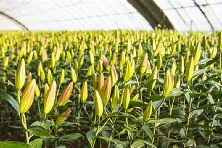 百合施什么肥最好