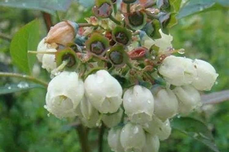 蓝莓开花施什么肥料好