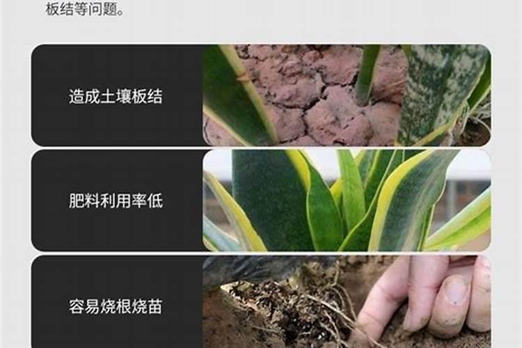 茶树施尿素还是复合肥