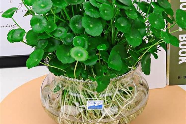 水养植物用什么肥料简单又适用