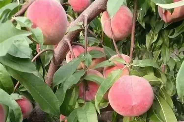果实膨大期桃树施肥有方法,用花得果亚磷酸钾