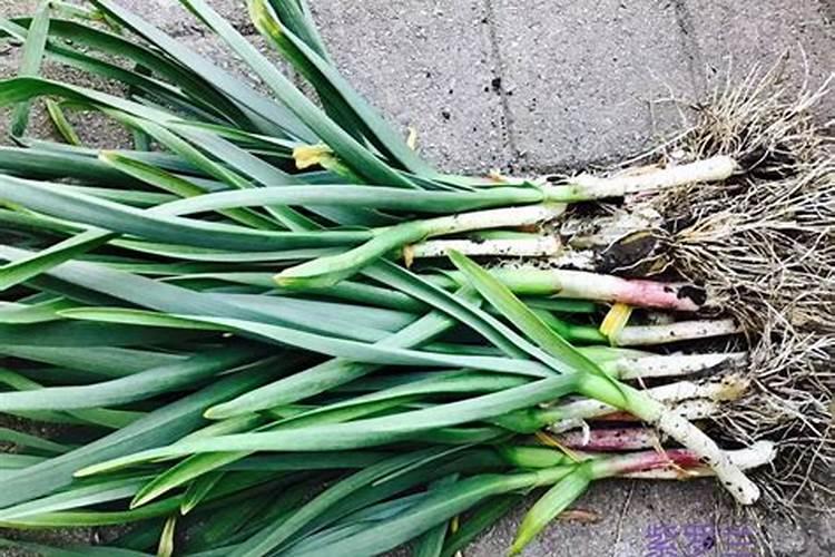 大祘上什么肥料最好