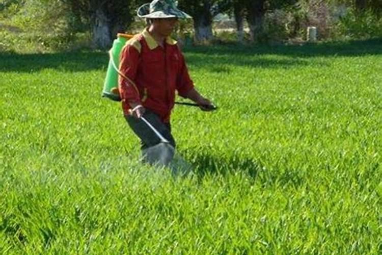 中药材地黄、枸杞、甘草、太子参什么肥料有助长根？
