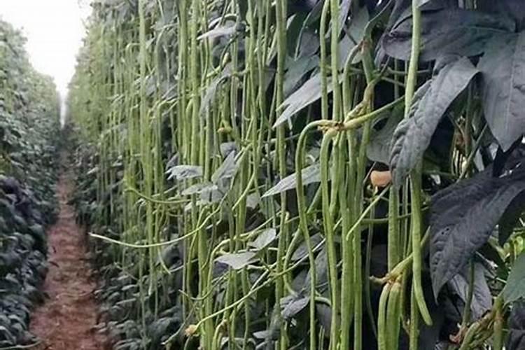 豆角种植怎样才能高产