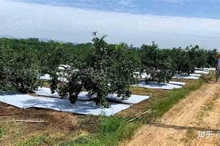 硒无忧“有机硒肥”种植富硒果树施用技术四关键