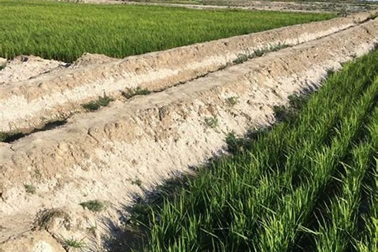 西红柿怎样喷施腊精？