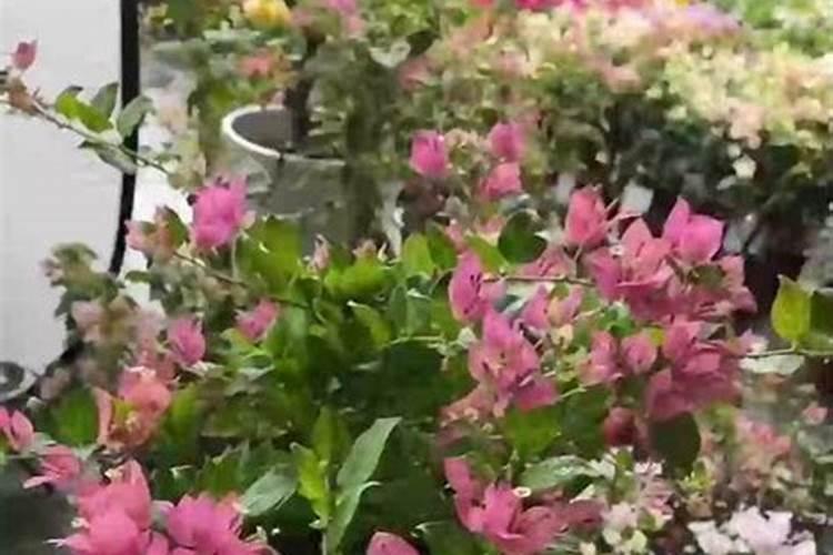 三叶梅不开花怎么办 四个步骤教会你