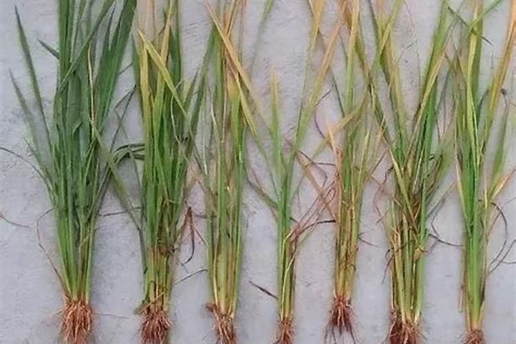 水稻缺钾的植株要怎样诊断？