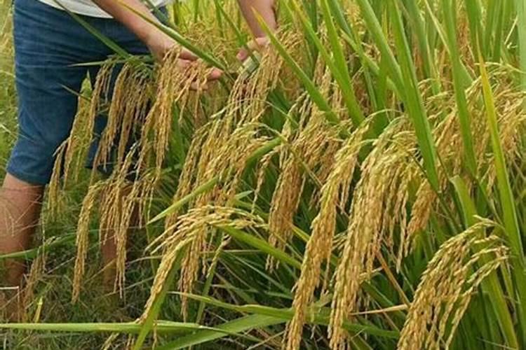 水稻缺肥或施肥过量时都有哪些症状