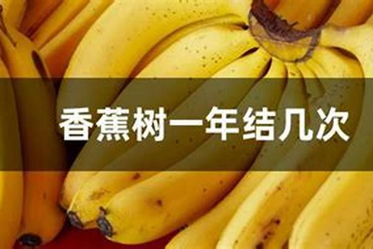 什么时候给香蕉施肥最好