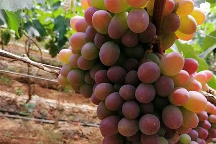 葡萄春天施什么水溶肥？