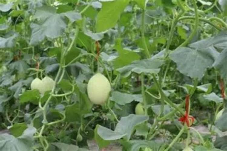 甜瓜不甜的补救办法