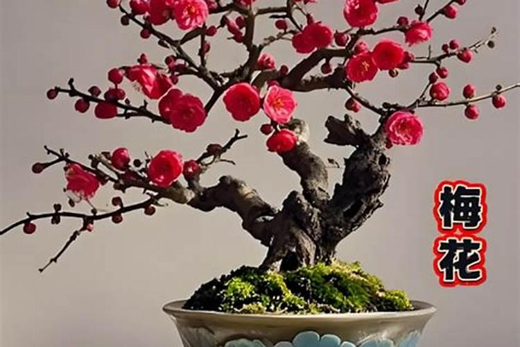 秋季盆栽梅花施什么肥料 梅花施什么肥好