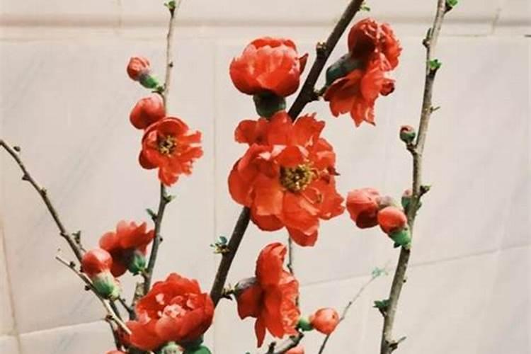 秋季盆栽梅花施什么肥料