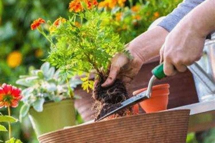 葡萄树开花前施什么肥料(葡萄花前肥什么时候施为好)