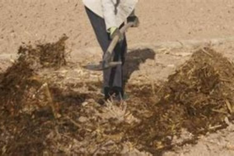 种一亩冬瓜成本多少钱