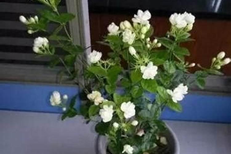 茉莉花最忌讳三种肥料