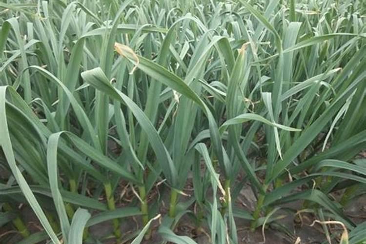 大蒜种植如何避免出现“空心蒜” 大蒜养殖方法