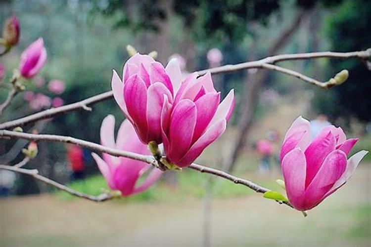 玉兰花树苗施肥与护理方法