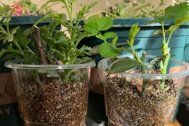 生根粉如何催种子发芽生根粉是在发芽前用还是发芽后用