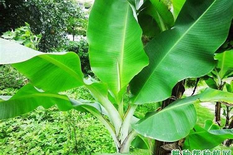 香蕉的需肥特点和膨果增甜的施肥时期