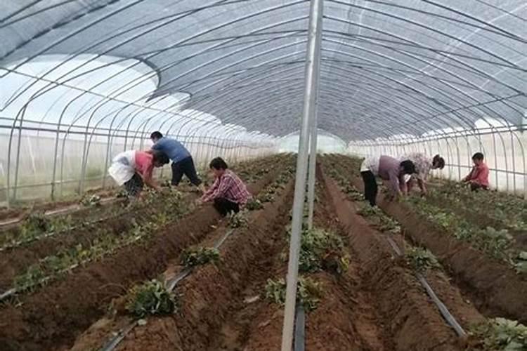 ...草莓需要补钙吗需要不需要 草莓缺钙怎么办用什么补钙最好百度...