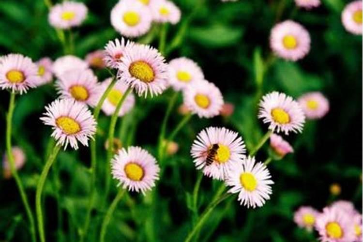 非洲菊喜阴还是喜阳