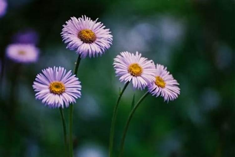 请问一下这是什么花？