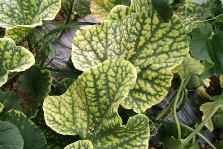 香瓜膨果期用什么肥料？