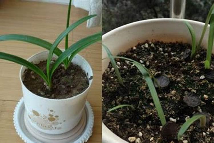 朱顶红施肥方法