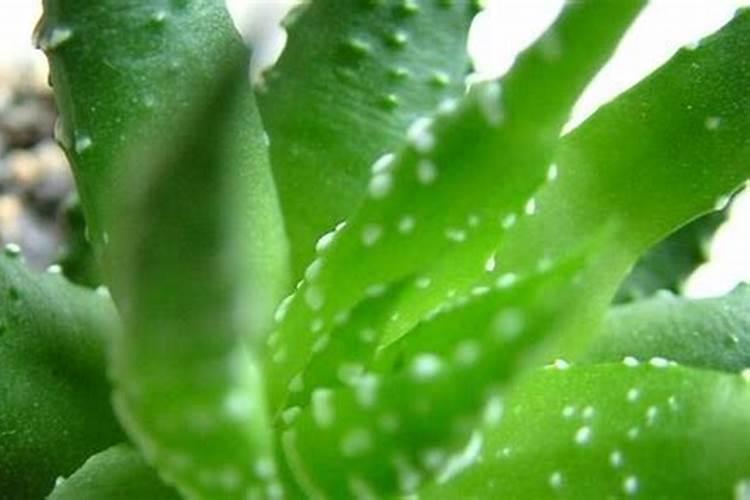 芦荟室内栽培的,在家里需要什么肥？