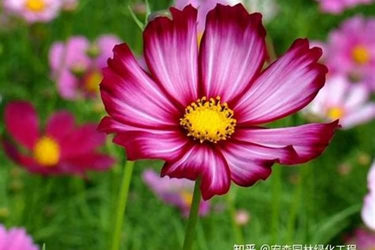 怎么让波斯菊延迟开花