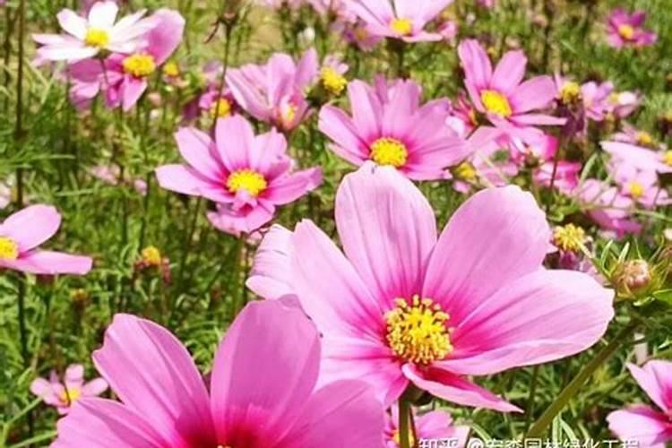 如何种好波斯菊？