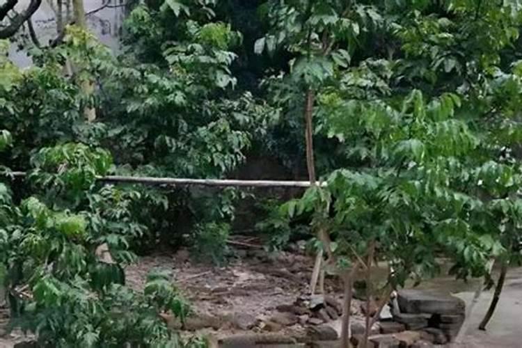 黄皮树施什么肥最好？