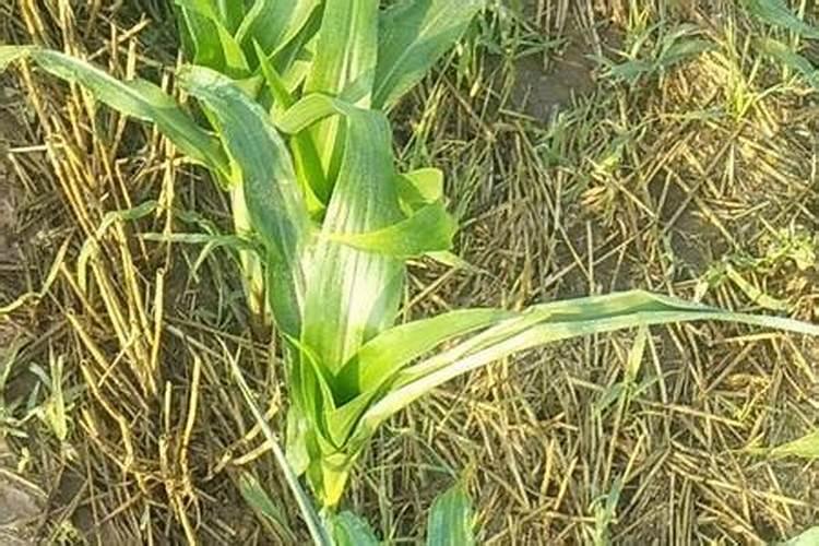 玉米种植追肥方法及最佳时间(玉米苗期施肥用什么肥好)