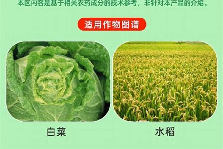 小白菜使用芸苔素内酯的功效和技术及注意事项有哪些？