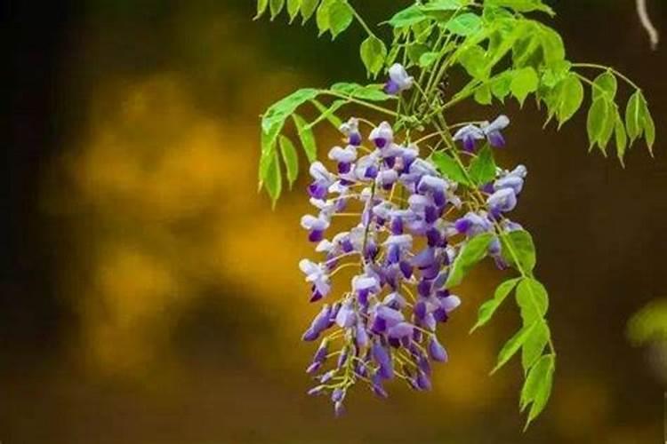 紫藤想做成盆景,如何矮化呢