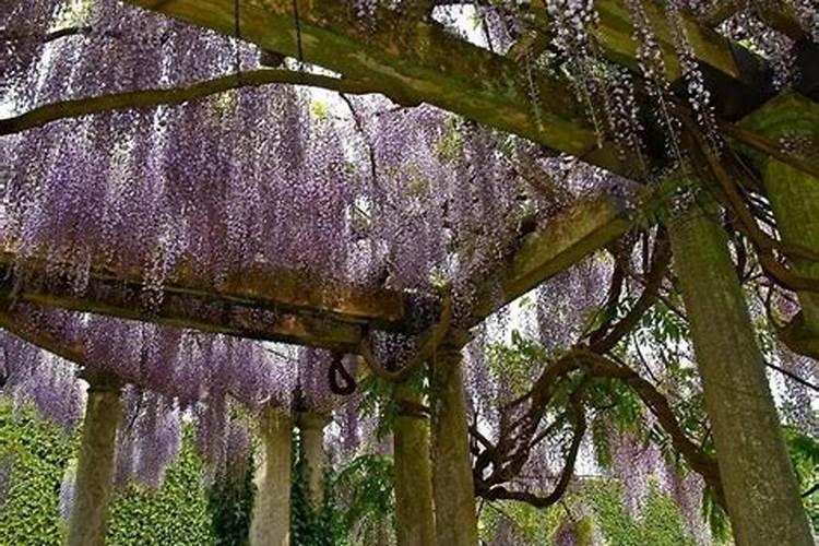 紫藤怎么养才长得好