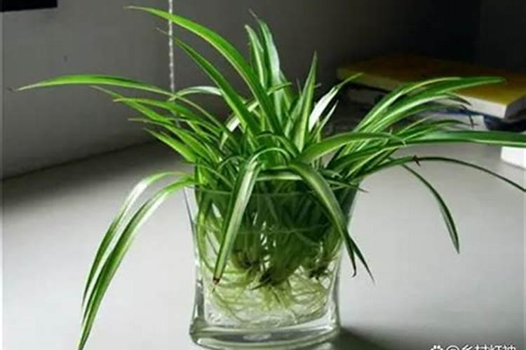 金边吊兰怎样施肥