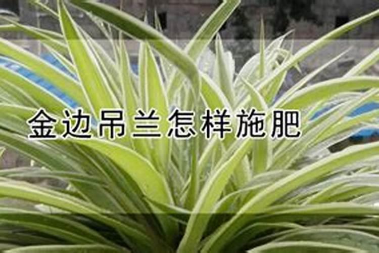 金边吊兰怎样施肥